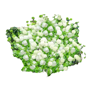 欧洲木绣球花苗盆栽带花中华木绣球玫瑰老桩树苗四季阳台庭院花卉