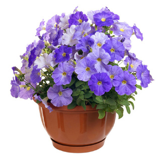 矮牵牛花种籽喇叭花种种子苗孑子盆栽花籽一年四季易种活花苗垂吊