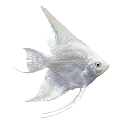 神仙鱼秘鲁烟熏燕子熊猫神仙