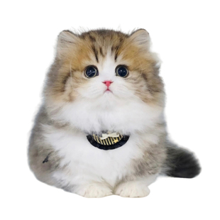 拿破仑猫品相鉴定估价鉴别矮脚猫三花银白纯白乳白猫曼基康猫鉴定