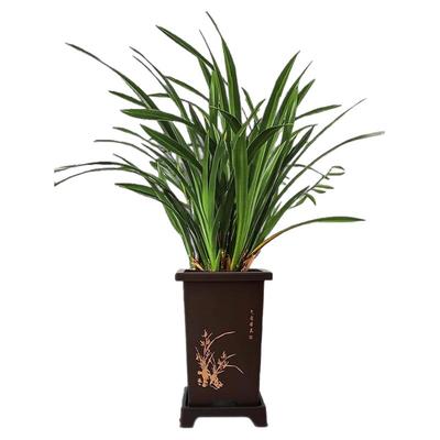 兰花盆栽春香墨名贵苗直销