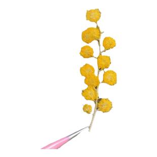 银叶金合欢干花树叶标本押花压花画滴胶儿童手工diy材料小清新ins