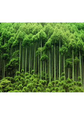 绿色大自然森林风景画树林树木墙贴护眼壁画竹子茂盛客厅卧室装饰