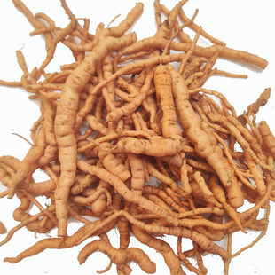 河南地黄野生地黄根新鲜地髓中药材细地黄饮子榨汁深山现挖500克