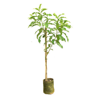 台湾名贵果树黄晶盆栽雅美