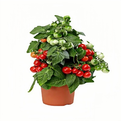 矮生樱桃番茄苗爆满盆四季盆栽