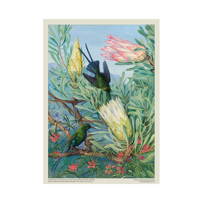 【现货】拼图1000片 邱园:玛丽安·诺斯:蜜花和金蜜花 Marianne North:Honeyflowers and Honeysuckers Flame Tree火焰树拼图书