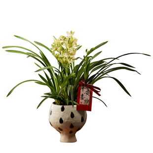 【带花苞】香水兰花蕙兰盆栽办公室内兰花植物年宵花客厅桌面花卉