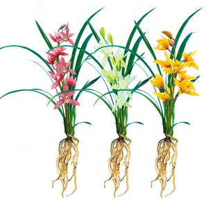 【裸根苗新手套餐】兰花苗红花盆栽花卉绿植室内阳台植物兰草名贵