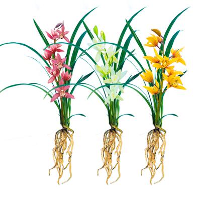 【裸根苗新手套餐】兰花苗红花
