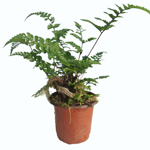 山野选集 造景植物圆盖阴石蕨贵州原生狼尾蕨老桩已服盆雨林缸