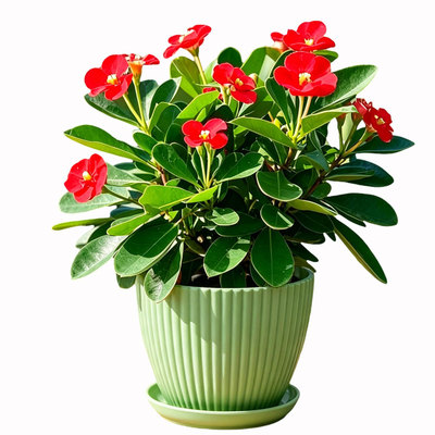 铁海棠虎刺梅盆栽带花苞室内阳台四季好养开花植物耐旱老桩大叶花