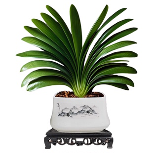 特大号君子兰盆栽名贵国宝级年宵花卉带花苞室内植物书房四季好养