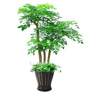 绽放四季幸福树大型室内盆栽办公室绿植喜阳耐晒阳台植物绿植室内