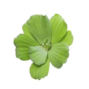 芙蓉莲水芙蓉水培水生植物大藻水莲水草浮萍净化水质鱼虾龟缸造景