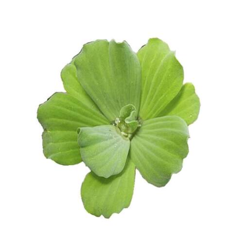 芙蓉莲水芙蓉水培水生植物大藻水莲水草浮萍净化水质鱼虾龟缸造景