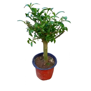 夜来香盆栽带花苞室内外庭院驱蚊花卉绿植好养九里香花苗四季花卉