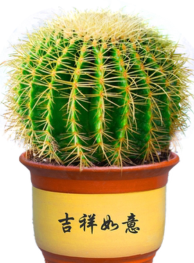 大金琥仙人球小盆栽仙人掌科多肉植物庭院绿植金虎带盆幼儿园好养