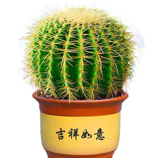 大金琥仙人球小盆栽仙人掌科多肉植物庭院绿植金虎带盆幼儿园好养