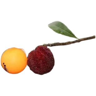 浙江东魁杨梅田里苗2年带土球大果仙居杨梅黑炭荸荠庭院种植果树