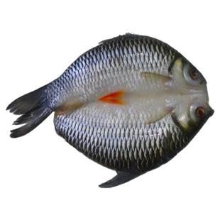 开背腌制冷冻皇帝鱼苏丹鱼忘不了鱼酒席特色菜约450克---3斤一条