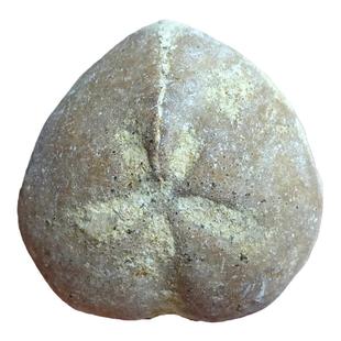 奇石观赏石树化石菊石三叶虫石燕贝鹦鹉螺海星海胆化石标本2739