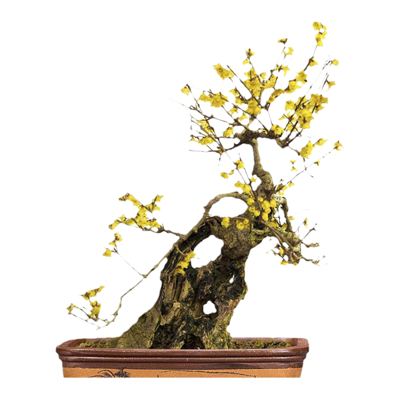腊梅花树苗盆栽浓香老桩盆景花卉