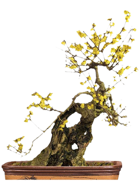 腊梅花树苗盆栽浓香老桩盆景花卉