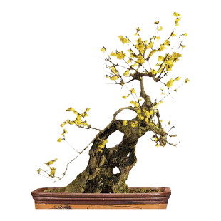 腊梅花树苗盆栽带花苞耐寒老桩盆景花卉植物室内花四季红绿梅花苗