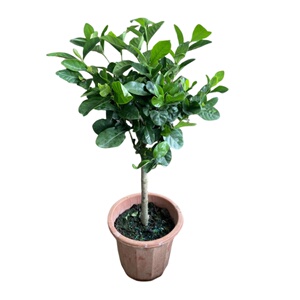盆栽绿植花卉大叶独杆栀子牡丹