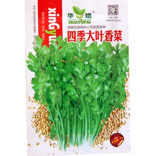 蔬菜种子菜园阳台四季播盆栽菠菜萝卜辣椒生菜小葱香菜种籽大全
