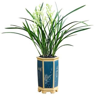 兰花建兰苗春兰墨兰蕙兰好养天香素特级花卉室内开花绿植盆栽盆景