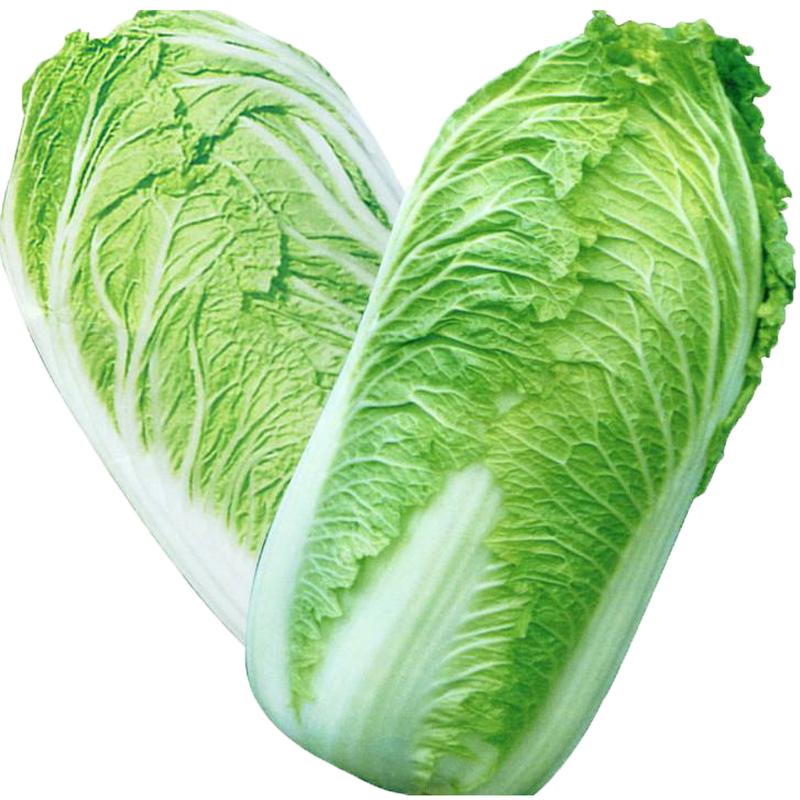 新乡好吃小包23白菜高产秋季蔬菜