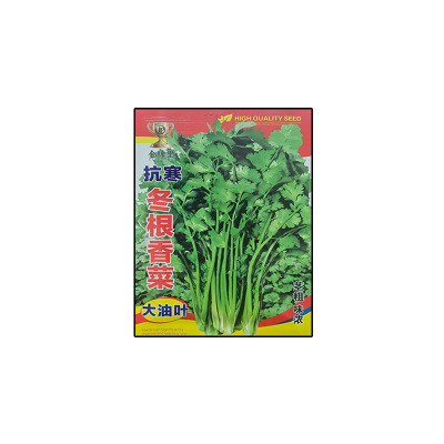 抗寒冬根香菜种子耐寒越冬
