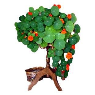 旱金莲种子多年生室内外易种活夏秋开花盆栽花卉种籽庭院阳台植物