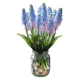 葡萄风信子特大种球水培植物花瓶鲜花卉种子种植土培办公室内盆栽