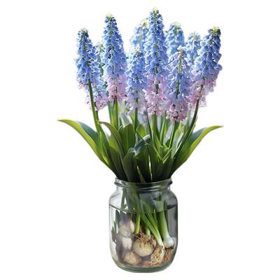 雨不停葡萄风信子种球秋冬四季