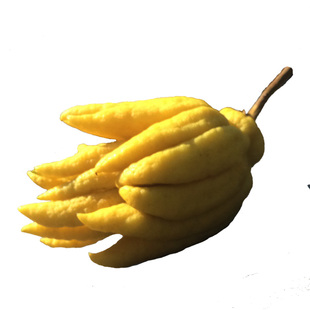 黄果现摘现发 金华佛手果金佛手鲜果新鲜佛手瓜清供佛手柑摆供