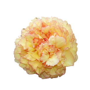 黄色红边牡丹花苗 金阁 趣味庭院阳台花卉大花重瓣菏泽庭院盆