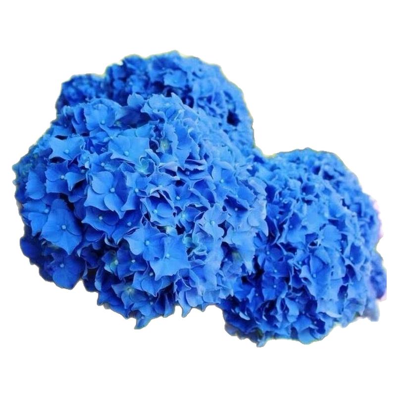 绣球花苗无尽夏四季绣球花盆栽开花庭院好养的花卉植物室内花