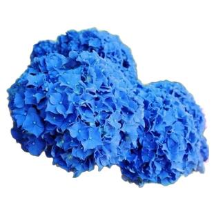 绣球花苗无尽夏四季绣球花盆栽开花庭院好养的花卉植物室内花