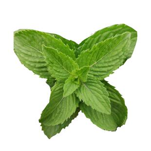 清凉土薄荷老薄荷可食用银丹草泡茶调酒野薄驱蚊胡椒薄荷水土好养
