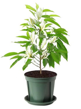 白兰花盆栽黄角兰黄桷兰花苗盆栽树苗庭院白玉兰植物白玉兰黄玉兰