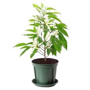 白兰花盆栽黄角兰黄桷兰花苗盆栽树苗庭院白玉兰植物白玉兰黄玉兰