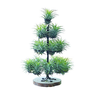 空气凤梨植物红黄绿精灵 圣诞树礼物 绿植盆栽花草