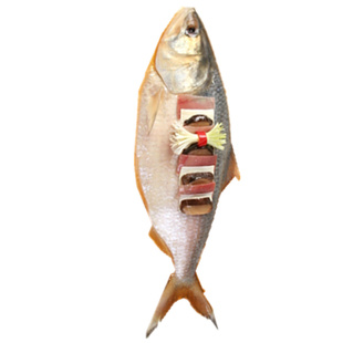 新鲜冷冻鲥鱼 鲥鱼 海鲜 1.3斤左右每条条价钱