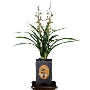 老种墨兰金华山金边四季建兰花苗七彩丹霞带花浓香好养室内卉盆栽