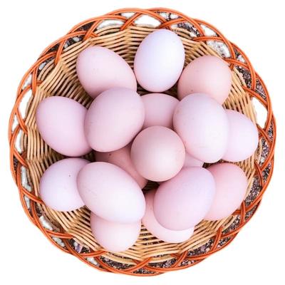 新鲜土鸡蛋散养农家山林放养