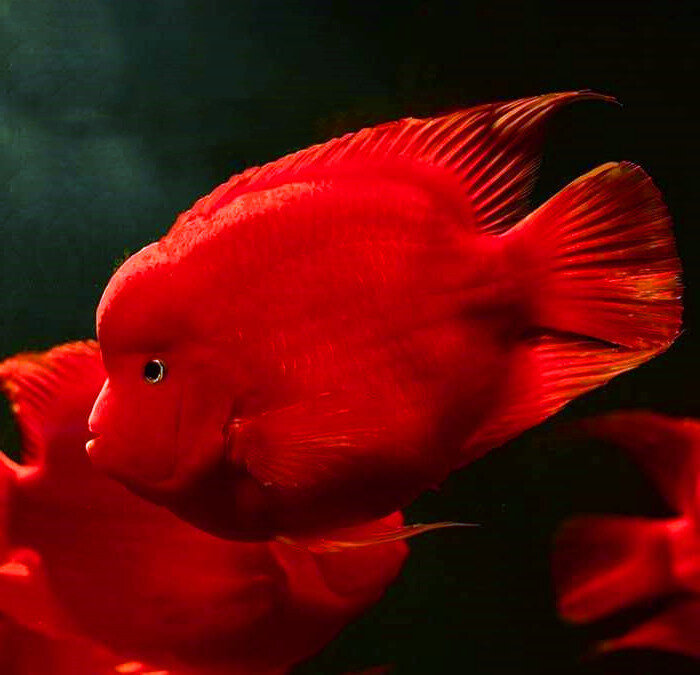 新款起头红财神鱼元宝鹦鹉鱼台湾热带观赏鱼发财招财鱼红鹦鹉活体