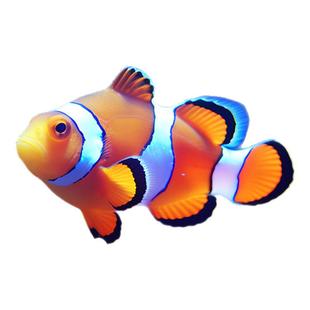 小丑鱼海水鱼观赏鱼人工公子尼莫小鱼耐活好养奥黑小丑鱼一公一母